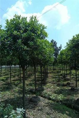 成都30層高樓栽種20種樹(shù)木,你愿意住這樣的房子嗎?