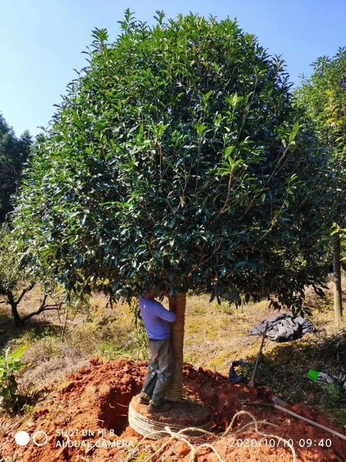 恭喜盛永綠化苗木入駐苗木通 福建羅小軍 提供八月桂等多種苗木