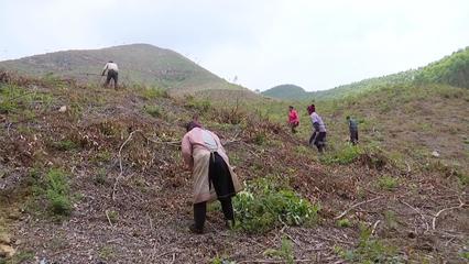 翁城鎮(zhèn)深入推進(jìn)桉樹(shù)退改工作