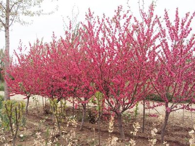 山東櫻花、泰安櫻花
