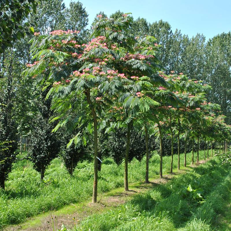 合歡樹(shù)芙銀蓉樹(shù)苗苗絨花樹(shù)葉金合歡花樹(shù)苗樹(shù)木庭院遮陽(yáng)南北方種植