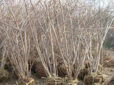 種植什么樹(shù)木前景最好?十年內(nèi)哪種樹(shù)苗有前景?