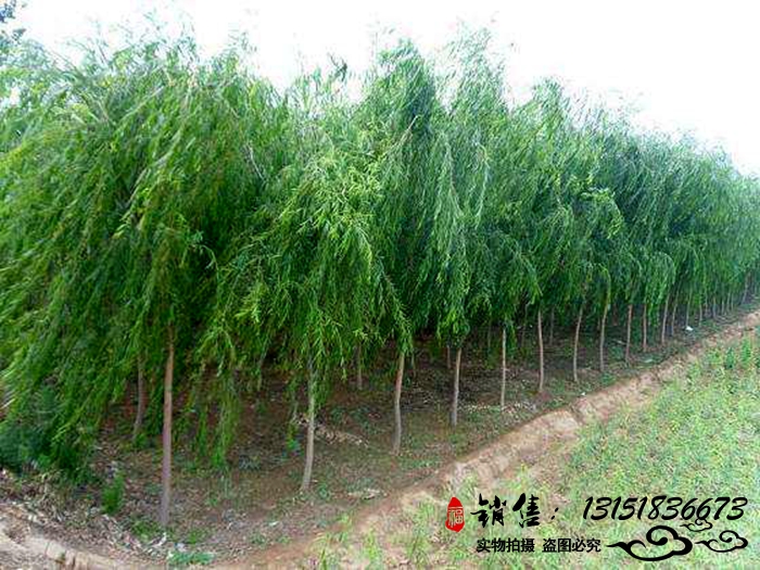 青絲柳樹(shù)垂柳樹(shù)苗垂柳樹(shù)綠化樹(shù)木庭院別墅廠(chǎng)區(qū)綠化樹(shù)木河邊柳樹(shù)