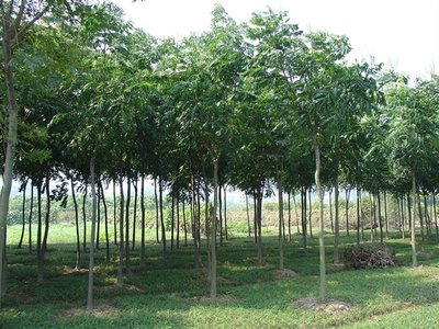 欒樹(shù)河南能種植嗎