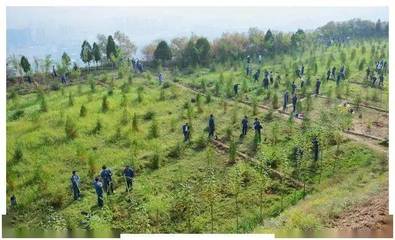 荒山種什么樹(shù)致富